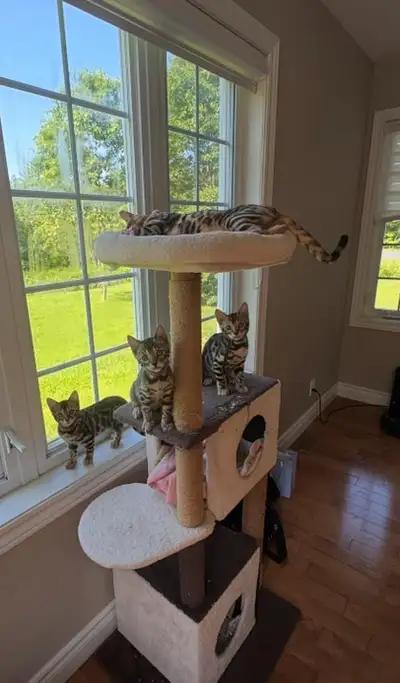 Chaton Bengal pure race enregistré Tica, View more