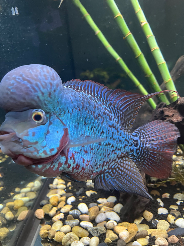 Flowerhorn with Set up  in Other Pets for Rehoming in Calgary - Image 2
