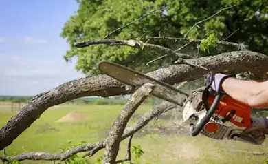TREE REMOVAL TREE TRIMMING628647435114251224