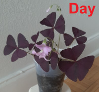 Purple Oxalis Triangularis Shamrock plant (indoor/outdoor)