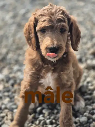 Découvrez nos adorables chiots Caniches Royal (Standard),1435.10 plus taxes adultes vont faire en mo...