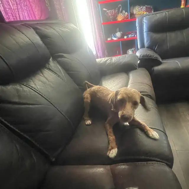 1-Year-Old Male & Female Toy Poodles  in Dogs & Puppies for Rehoming in Fort McMurray - Image 5