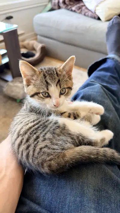 chatons a vendre , View more