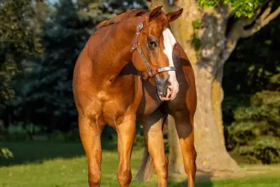 Companion Horse , View more