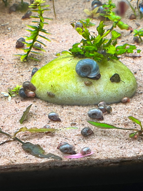Blue ramshorn snail in Fish for Rehoming in Oshawa / Durham Region - Image 3
