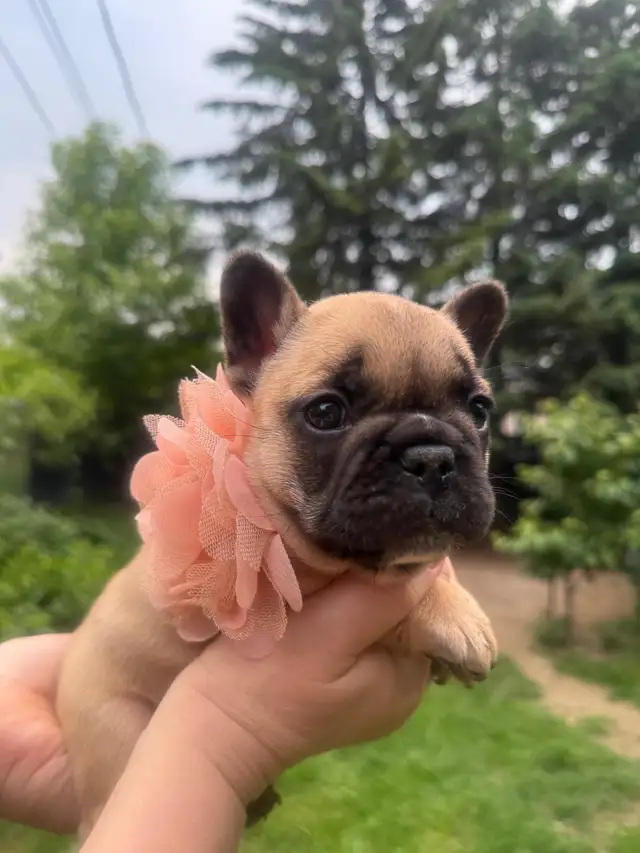 best quality French bulldog puppy’s in Dogs & Puppies for Rehoming in Laval / North Shore - Image 9