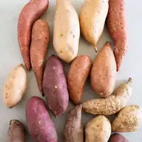 Sweet Potato Slips