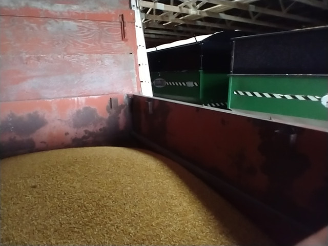 Cracked or whole corn feed for sale in Livestock in Oshawa / Durham Region - Image 2