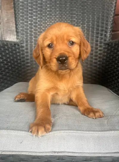 Beautiful Red Retriever Puppies for Sale!!, View more