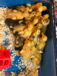 Ducklings, chicks, Goslings, peachicks, Guinea keets etc