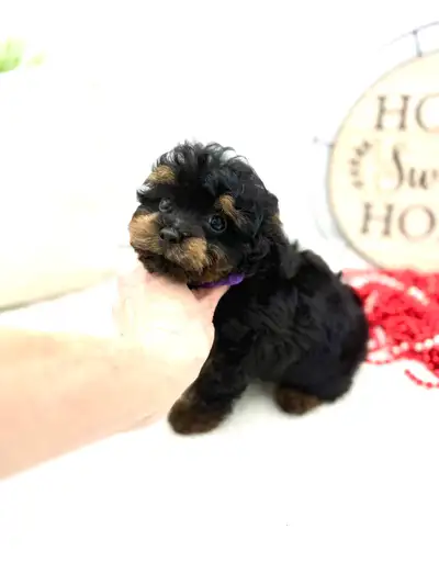 Tiny Toy Poodles Puppies 4-5lb, View more