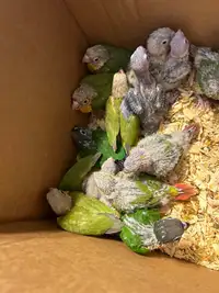 Baby conure for handfeeding (selling groupes only)