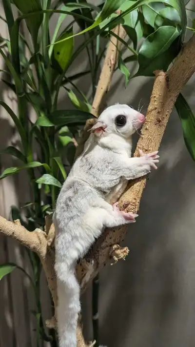 Isn't it just the cutest thing how these little critters can glide from one spot to another? By the...