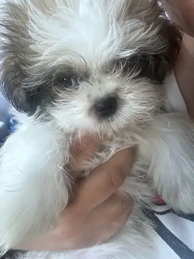 pet shih tzu, View more