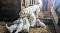 Great Pyrenees