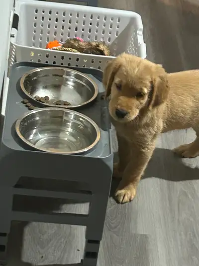 Located in Stratford, outside of Kitchener. Puppy posted is the remaining one. 1 male has become ava...