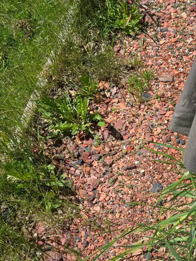 gardening rocks , View more