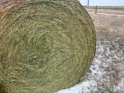 Alfalfa Hay 2nd Cut, View more