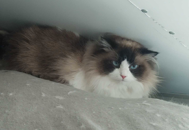 Beautiful Ragdoll Cats in Cats & Kittens for Rehoming in Edmonton - Image 4