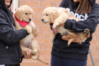Purebred golden retriever puppies ♥️
