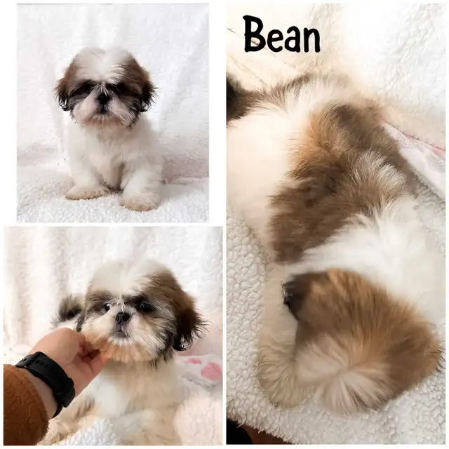 Shih tzu puppies in Dogs & Puppies for Rehoming in Winnipeg - Image 2