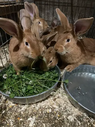 New Zealand red Bucks ready for breeding and or meat purpose. Rabbits born over this past winter mon...