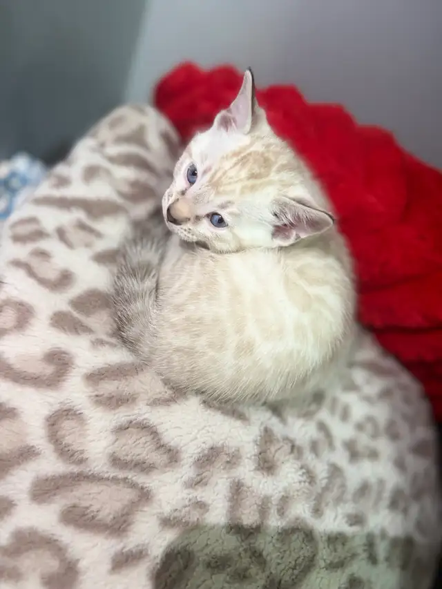 Gorgeous Snow Lynx Bengal Kittens Available in Cats & Kittens for Rehoming in City of Toronto - Image 3
