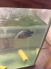 Flowerhorn Juves for sale