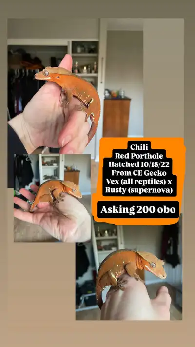 Red Porthole Crested Gecko, View more