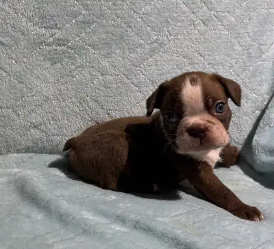 BEAUTIFUL FRENCHTON PUPS, View more