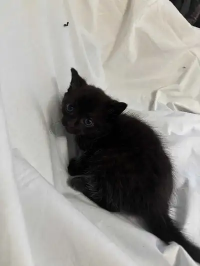 Black Kitten, View more