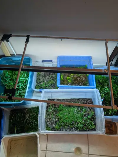 * If you purchase everything, comes with female candy female koi Betta plakat. Worth 30. I'm offerin...