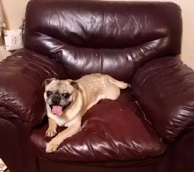 PUG MALE LOOKING FOR NEW HOME!!, View more