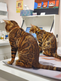 Purebred Rosette Bengal Kittens - S