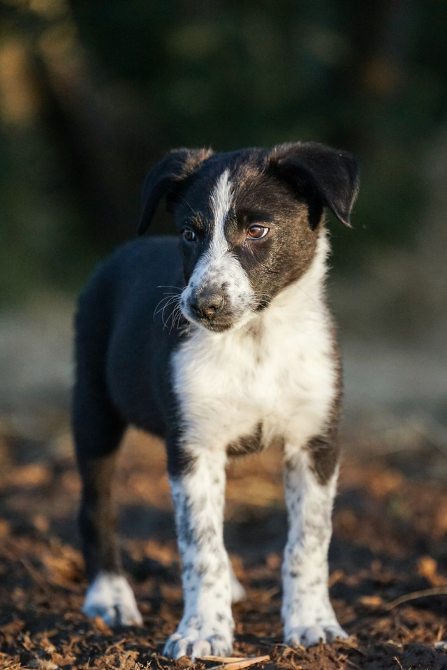 border collie puppies in Dogs & Puppies for Rehoming in Lethbridge - Image 3
