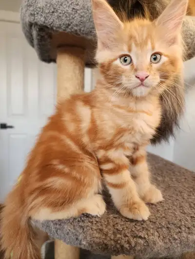 Purebred, TICA Registered, Maine Coon Kittens For Sale, View more
