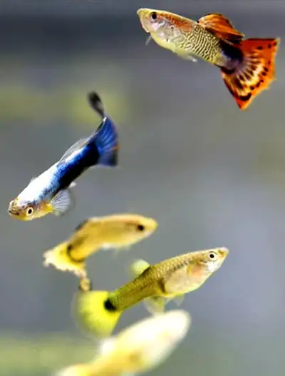 Guppy Fish 3 for $5 Guppies, View more