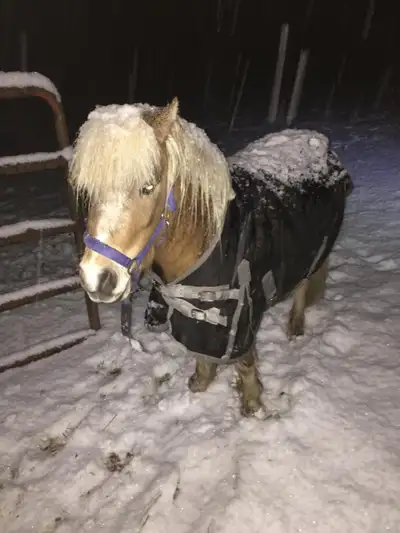 Pony FOR SALE, View more