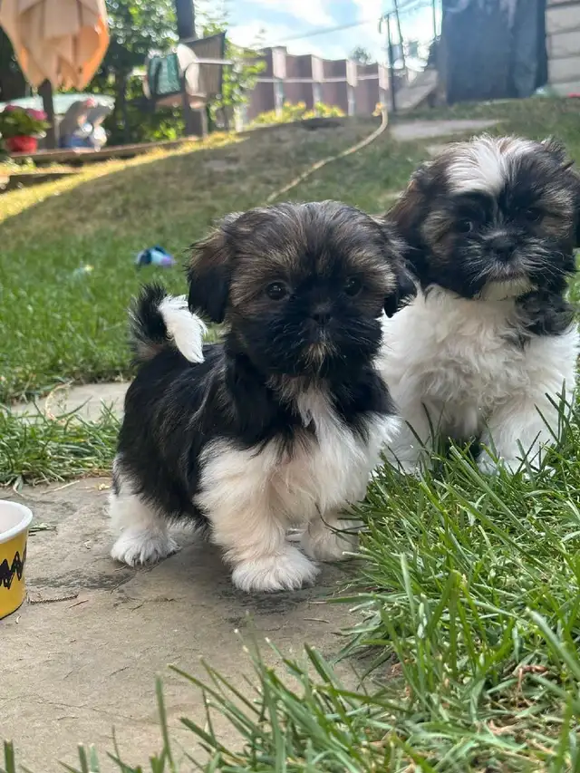 Shih Tzu puppies in Dogs & Puppies for Rehoming in Markham / York Region - Image 3