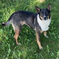 Prime cattle dog  prospects