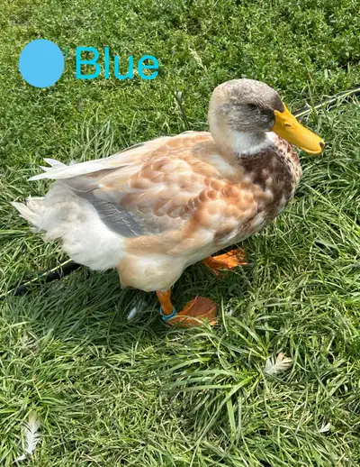 saxony ducks, View more
