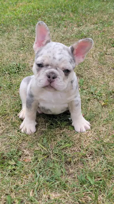 Bulldog francais french bouledogue, View more