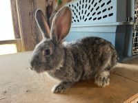 Gorgeous Flemish Giant baby bunnies. 