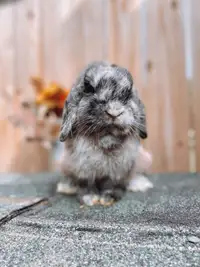 Holland Lop Male Bunny Very Small
