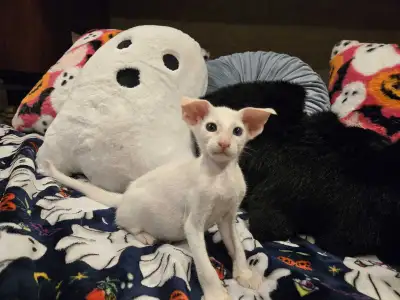 Oriental shorthair extreme kittens, View more