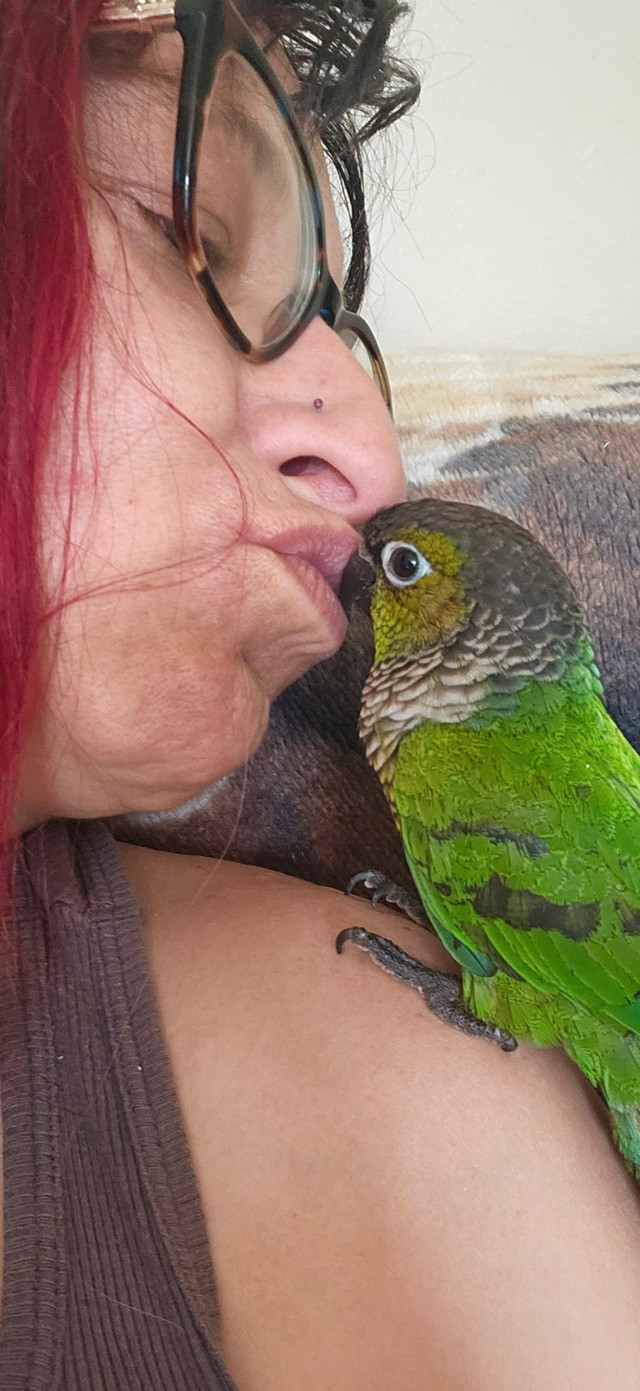 beautiful conures in Birds for Rehoming in Sudbury - Image 4