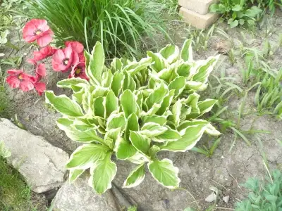 VARIETY OF HOSTAS FROM VARIEGATED TO GIANTS - 7-8.00 EA., View more