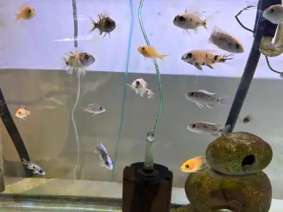 African cichlid group fish, View more