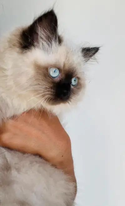 Chat Ragdoll femelle, née le 3 juillet 2024. En parfaite santé. Le bilan a été fait pour sa stérilis...