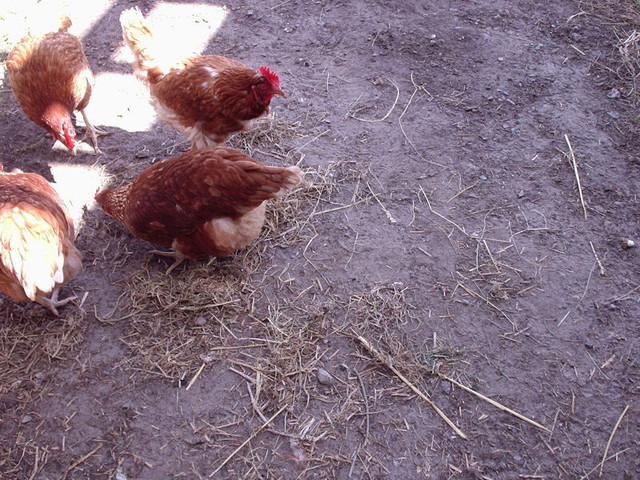 Oeufs de poules heureuses en liberté dans Animaux de ferme  à Lanaudière - Image 4